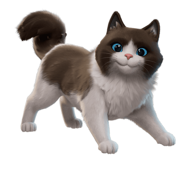 Fancy Ragdoll